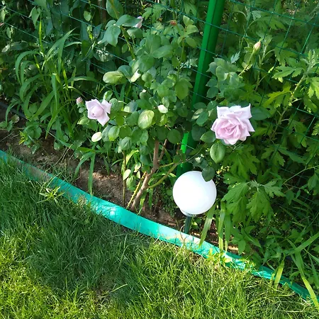 Weisser Schwan белият лебед Szálloda *