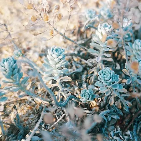 מלון Weisser Schwan белият лебед שקורפילובצי