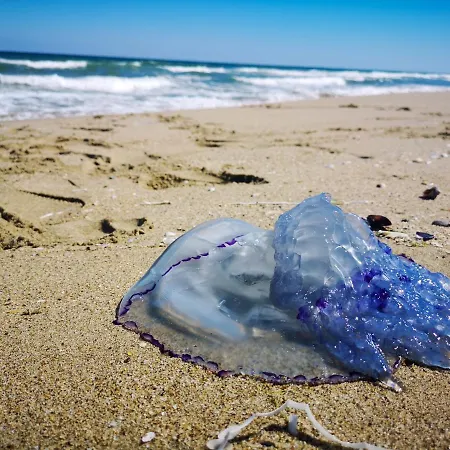 Weisser Schwan белият лебед