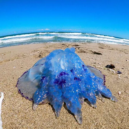 Weisser Schwan белият лебед מלון שקורפילובצי